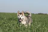 ALASKAN MALAMUTE 172